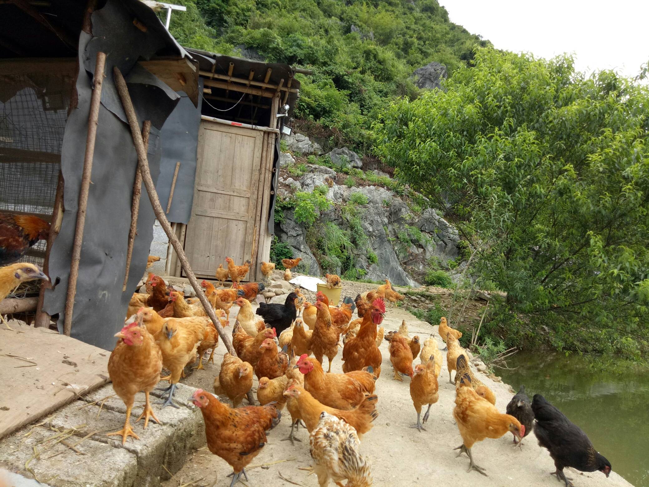 恭城县栗木镇石头村有大量土鸡出售，有需要的赶紧来！电话:18585718655332 / 作者:田素荣 / 帖子ID:271846