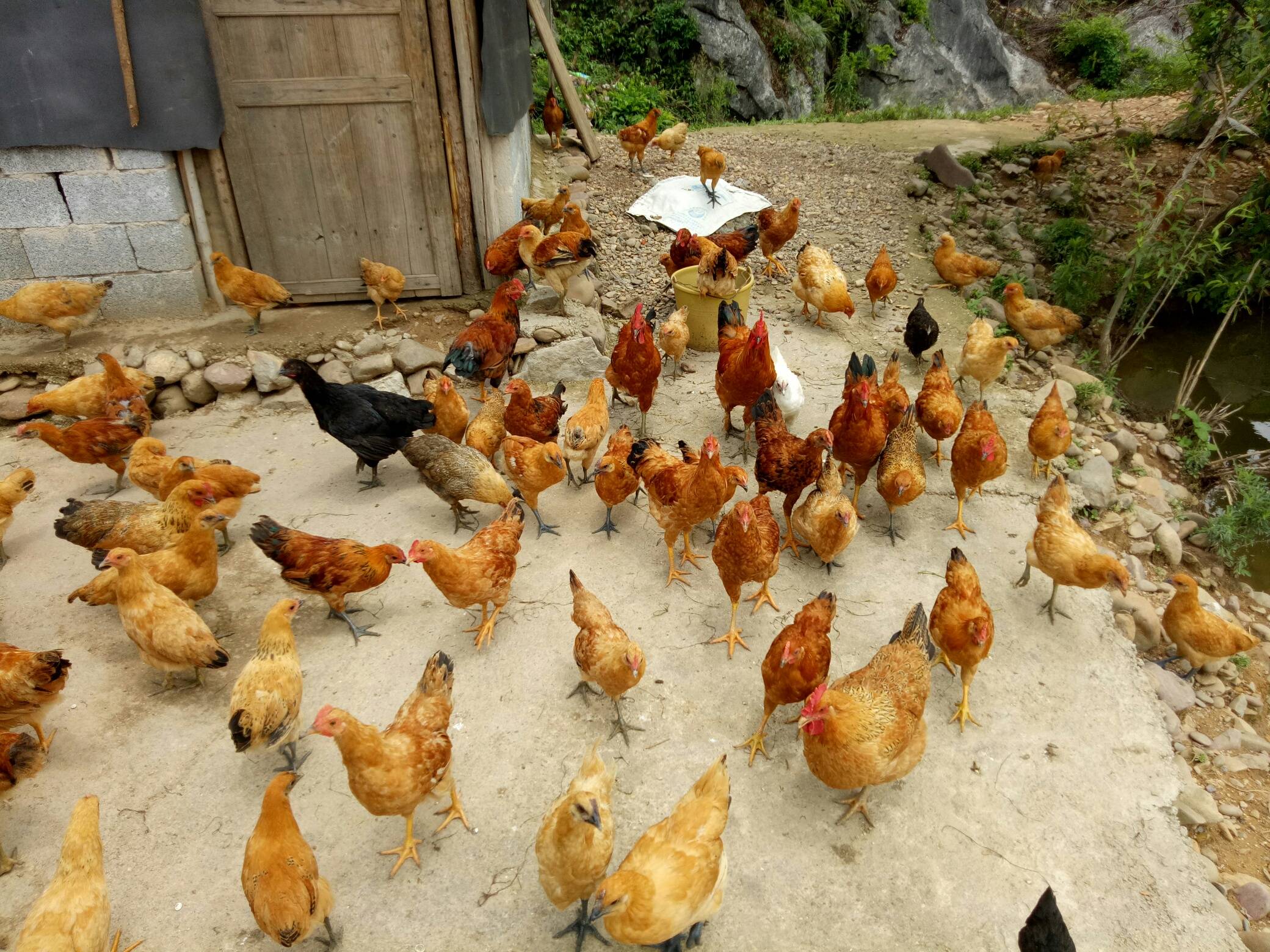 恭城县栗木镇石头村有大量土鸡出售，有需要的赶紧来！电话:18585718655719 / 作者:田素荣 / 帖子ID:271846
