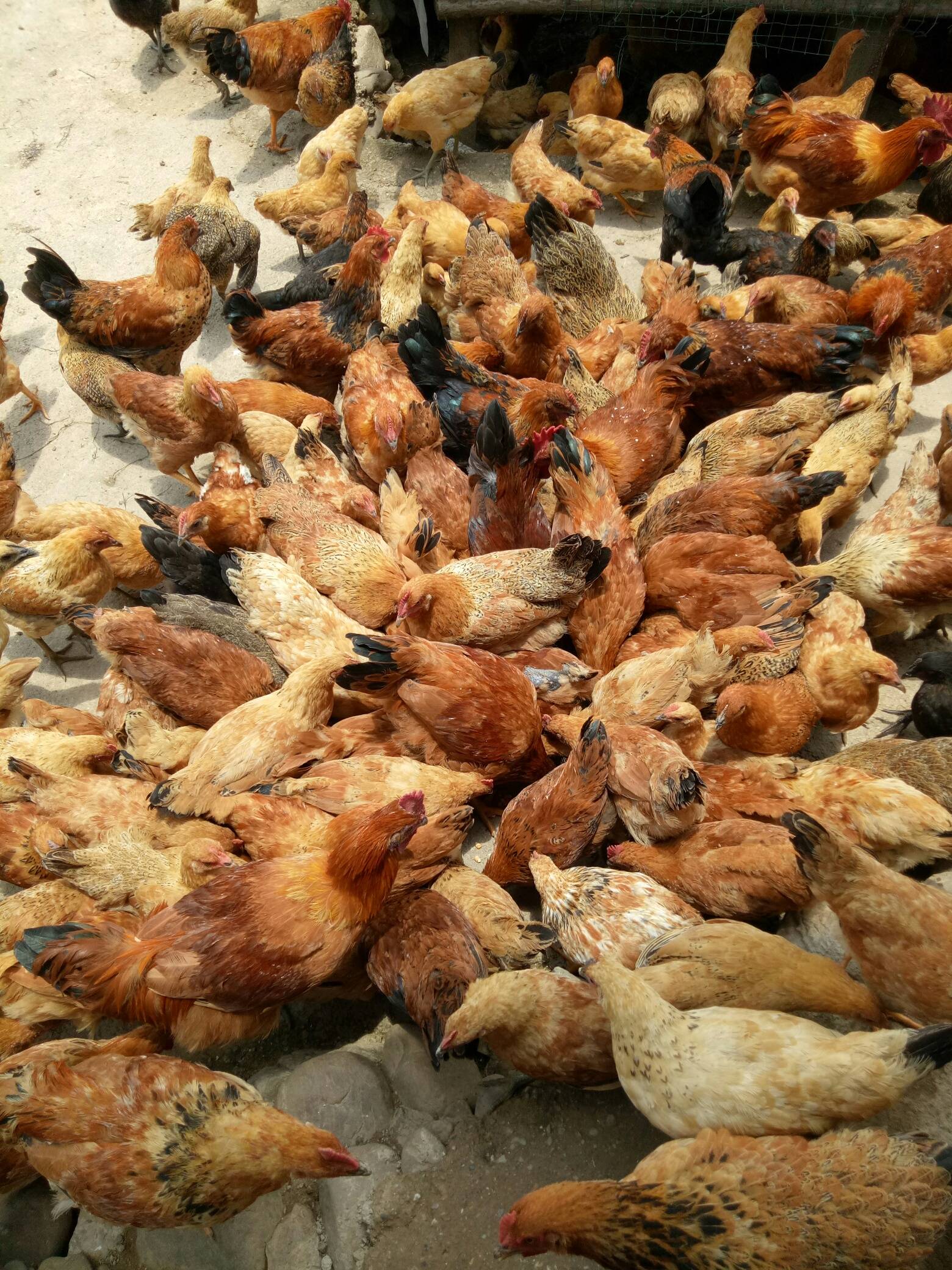 恭城县栗木镇石头村有大量土鸡出售，有需要的赶紧来！电话:18585718655438 / 作者:田素荣 / 帖子ID:271846