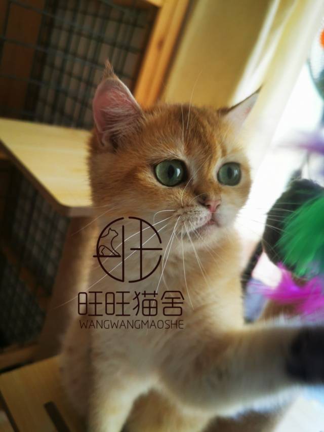 恭城人自己的猫舍
各类品种猫出售，有喜欢的尽管来813 / 作者:長樂 / 帖子ID:275370